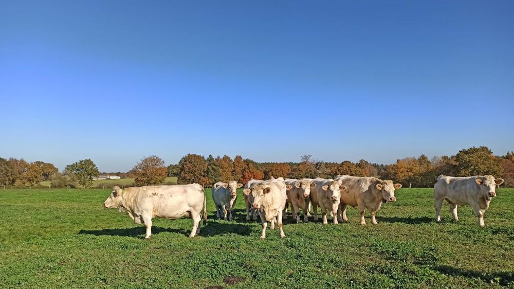 Expérimentation.Au cours des essais, il a suffi d’un ou deux jours pour que les animaux comprennent qu’ils ne devaient pas franchir la clôture virtuelle définie par l’éleveur.      Chambagri PDL